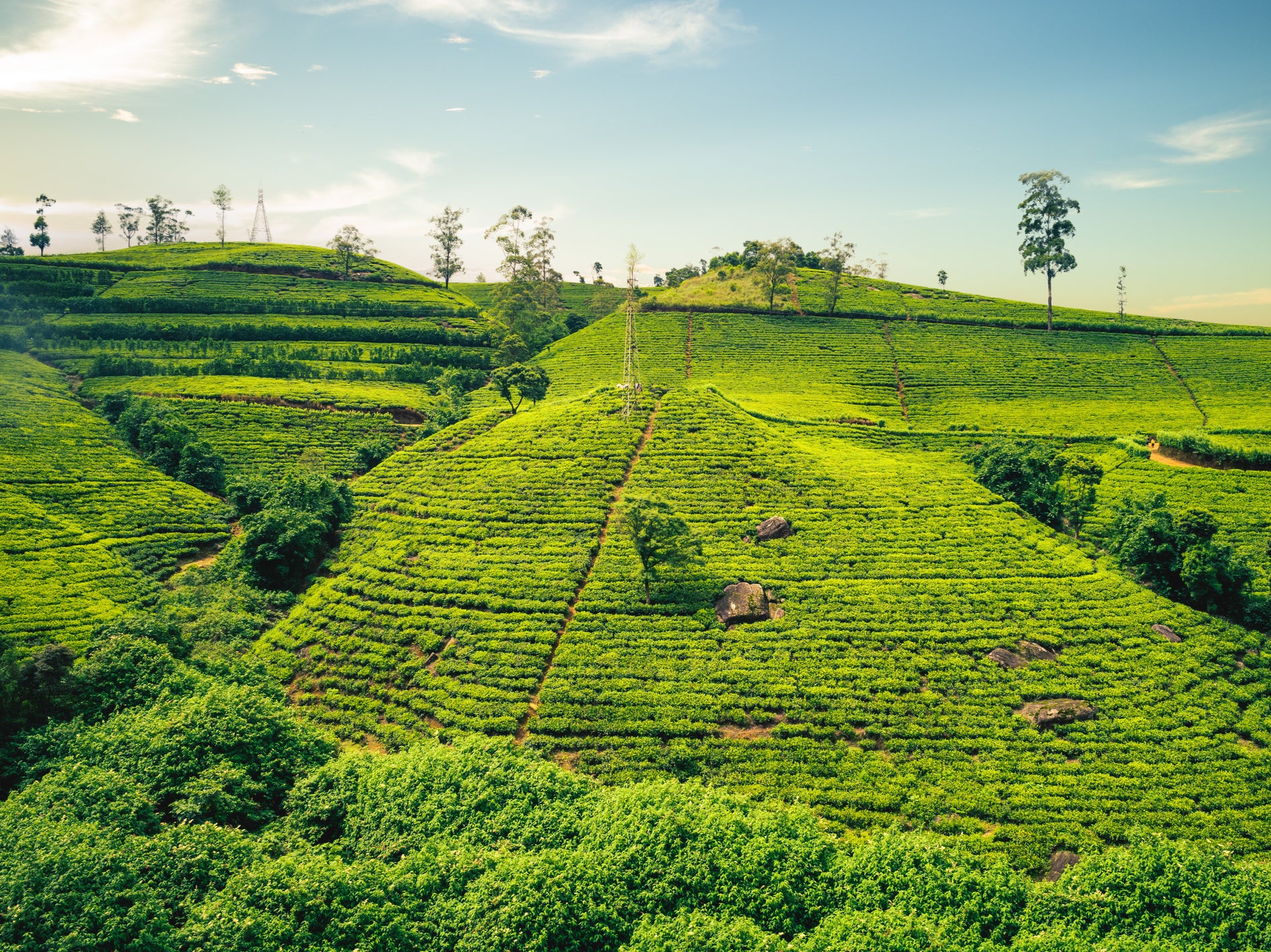 Cuppa creators: Sri Lanka is strewn with tea plantations