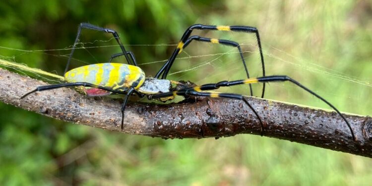 Joro spiders likely to spread beyond Georgia