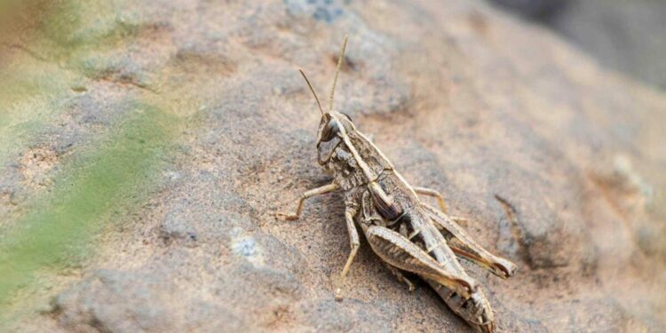 Locust in Yemen