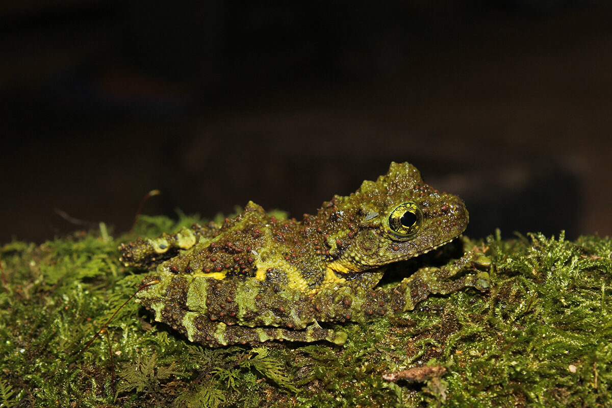 A Khoi's mossy frog