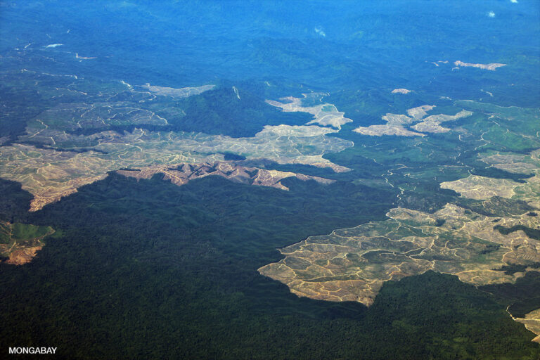 Deforestation in East Kalimantan for oil palm plantations.