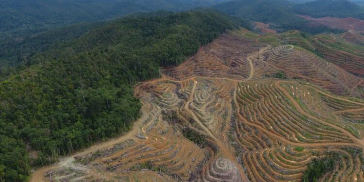 Palm oil deforestation makes comeback in Indonesia after decade-long slump