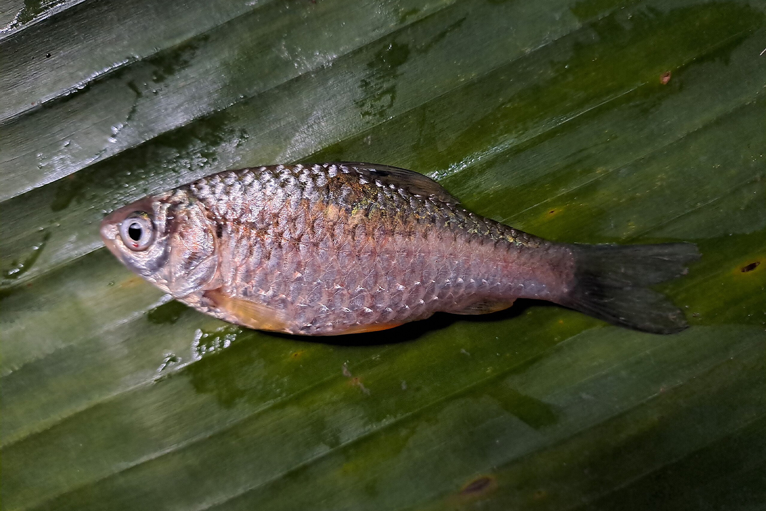 A chola barb (Puntius chola).