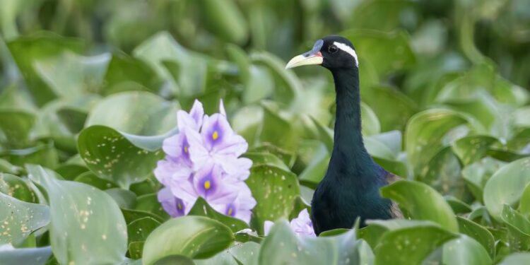 Nepal’s water hyacinth helps exotic fish invade, harming native species: Study