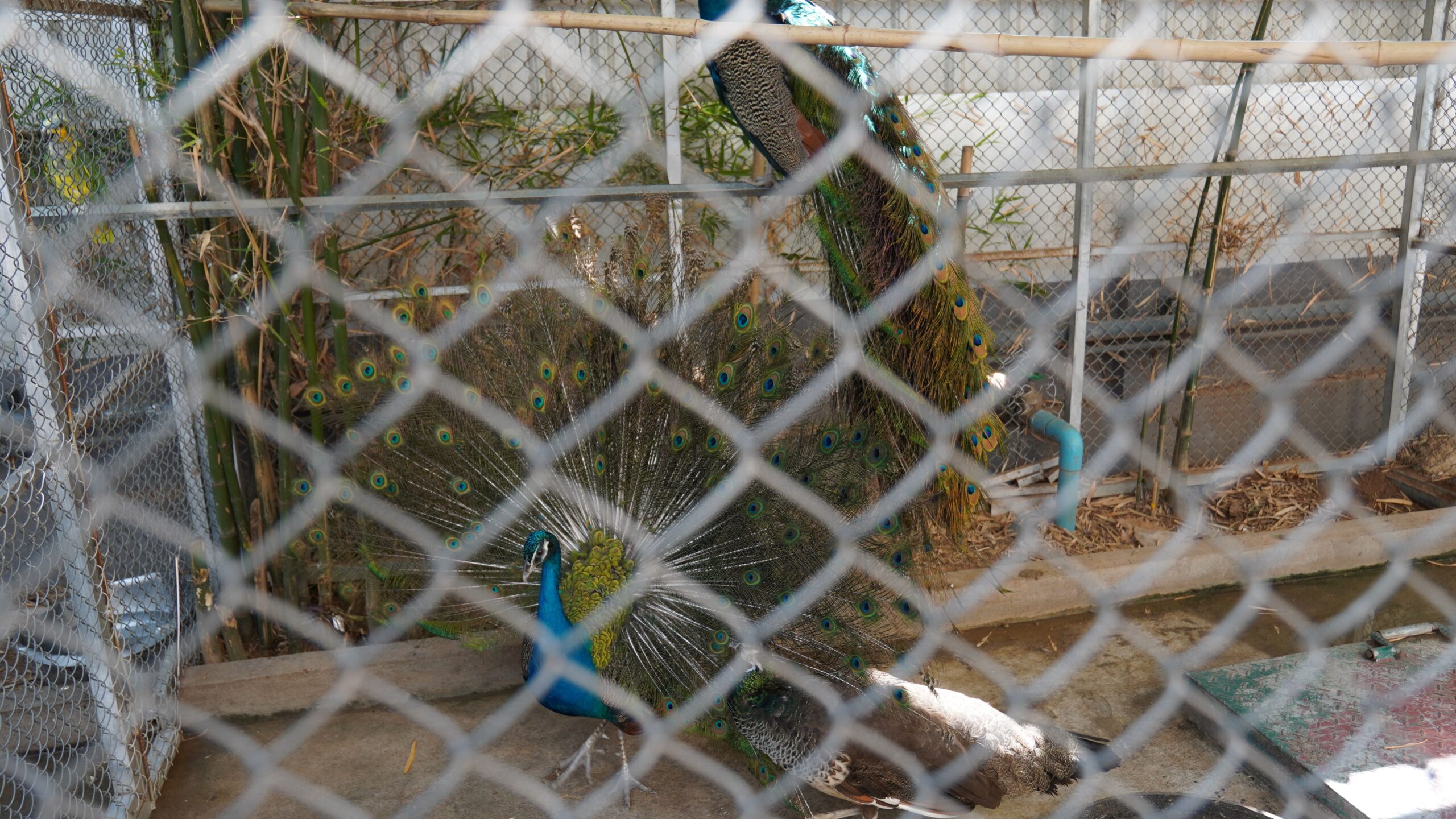 Two Indian peafowls were among the range of birds that Pich said were purchased online and driven across the Thai border into Cambodia. Image by Nehru Pry / Mongabay.