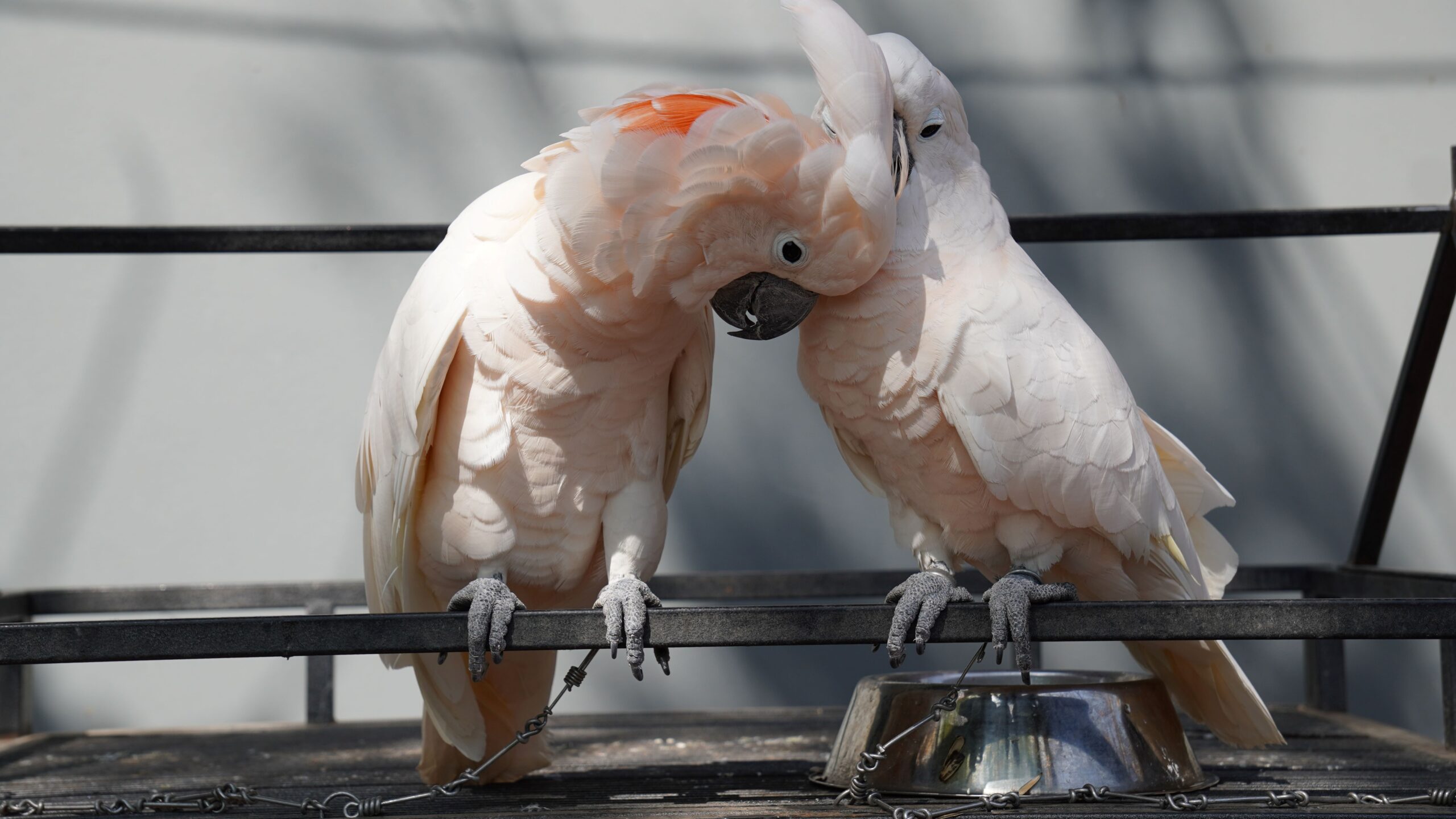 Shackled to a cage, with no apparent source of food or water, the salmon crested cockatoos on display at the PTT gas station of listed as CITES Appendix I - restricting the trade of the species, which is not native to Cambodia. Image by Nehru Pry / Mongabay.