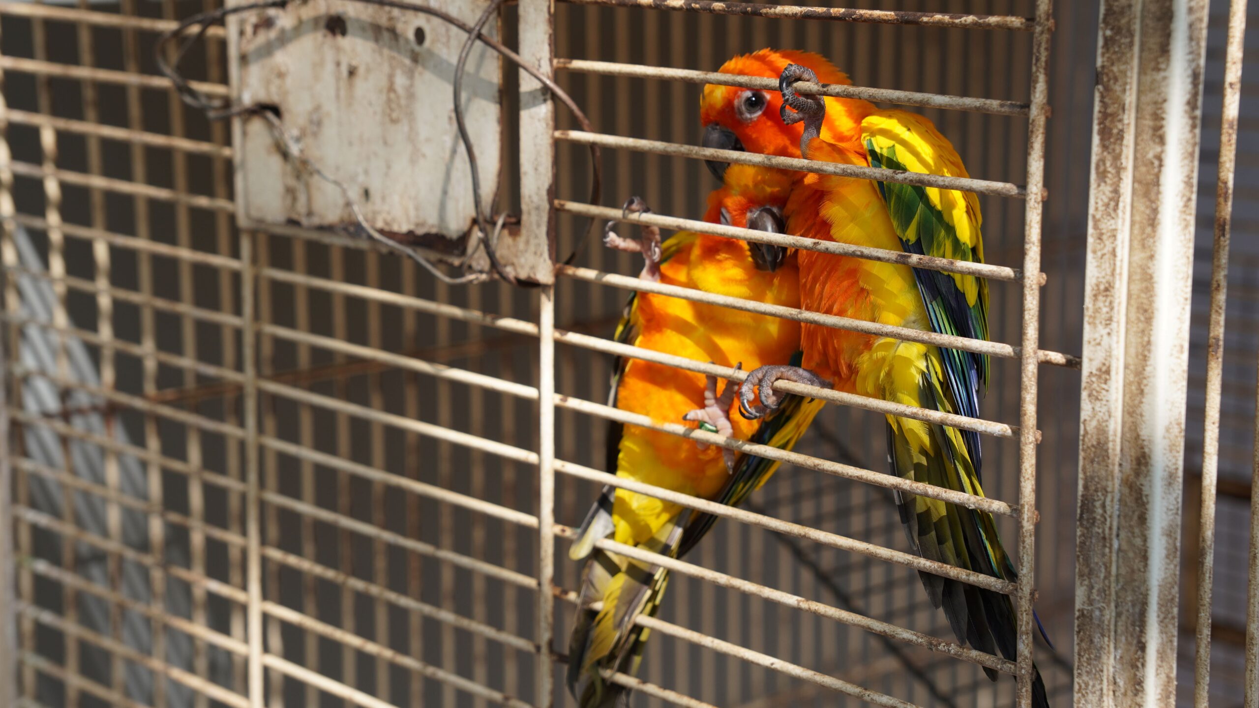 Two endangered sun conures cling to their cage at the PTT gas station in Pursat province. Image by Nehru Pry / Mongabay.