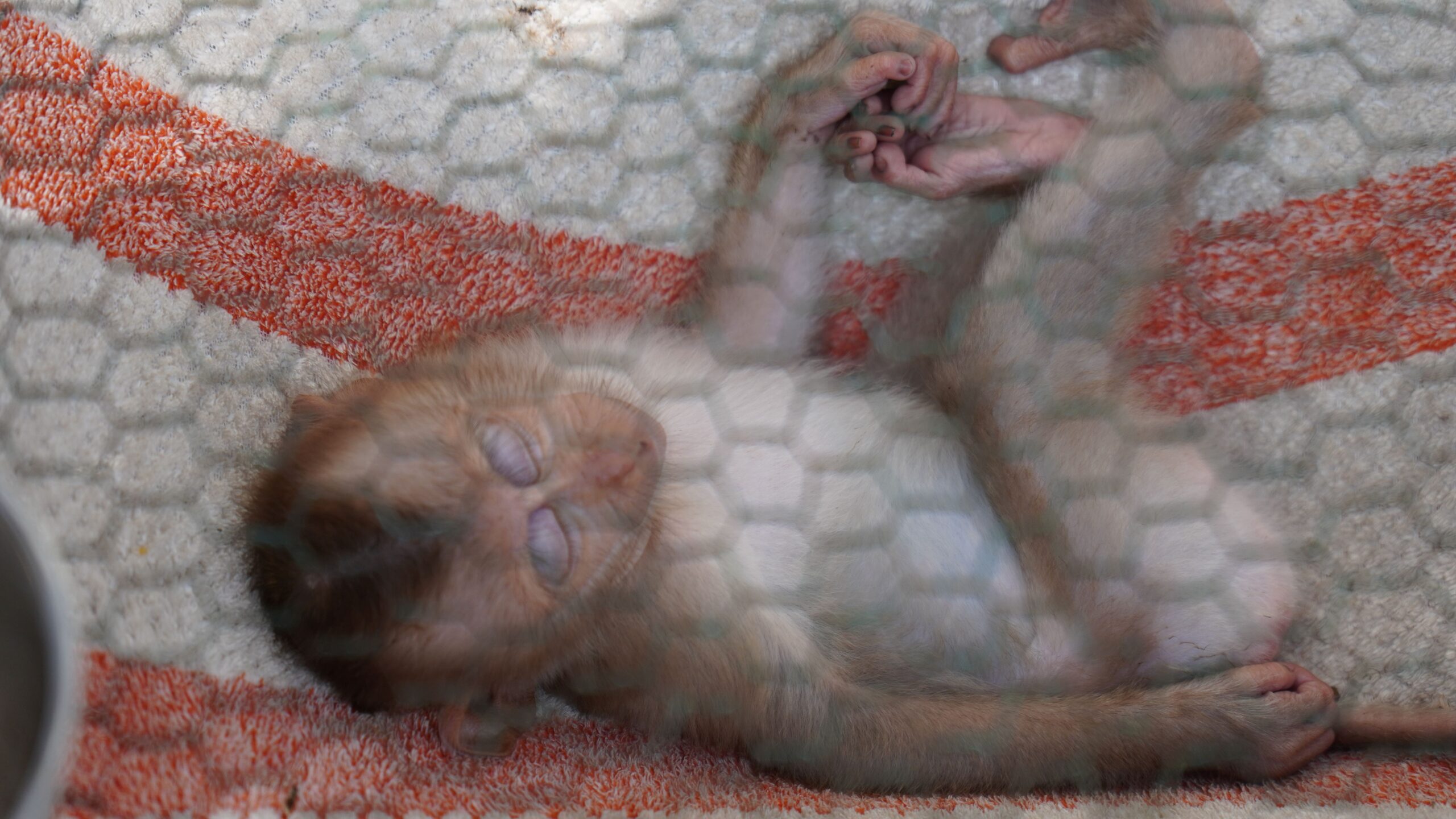 The juvenile northern pig-tailed macaque rests on a makeshift hammock at the PTT gas station. The species is native to Cambodia and often poached from the wild. Image by Nehru Pry / Mongabay.