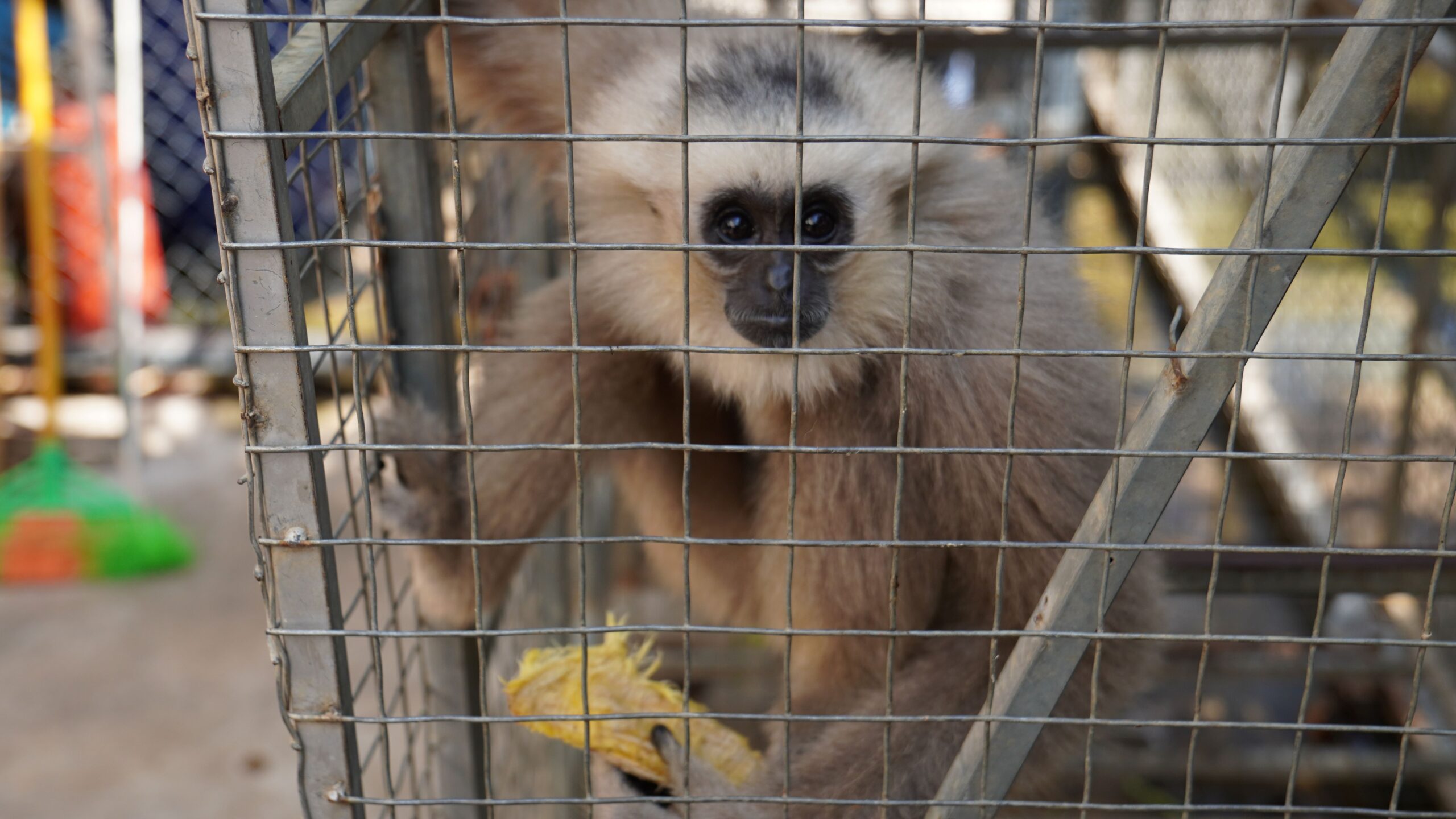 Endangered pileated gibbons have previously been sold from the PTT gas station to a zoo. They have also been seized by the WRRT during a previous inspection. Image by Nehru Pry / Mongabay.