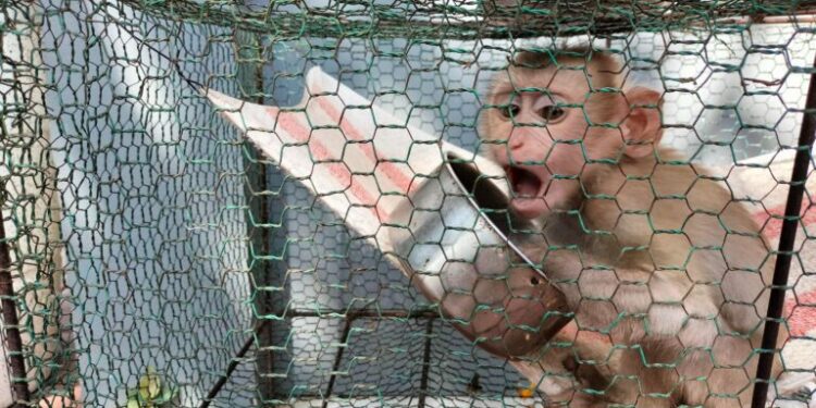 Impunity for Cambodia's exotic pet owners as trade outpaces legislation