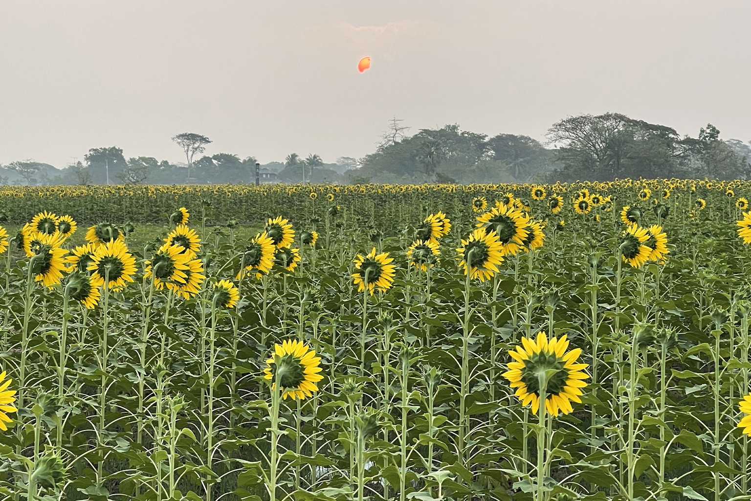 Sunflower field