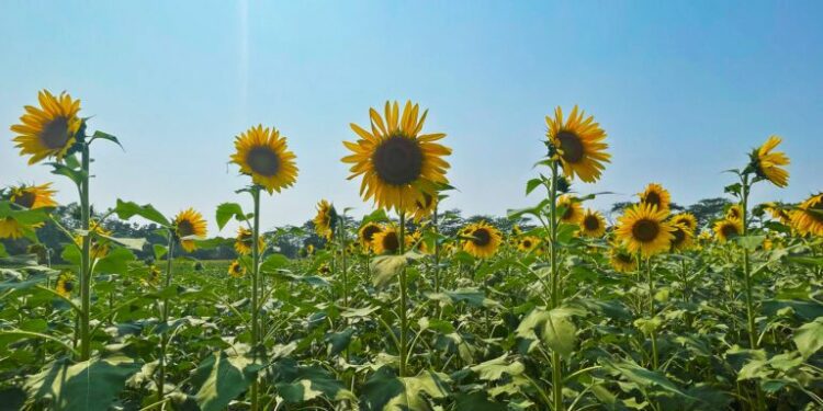 In Bangladesh, sunflower grows where other crops don’t amid increasing salinity