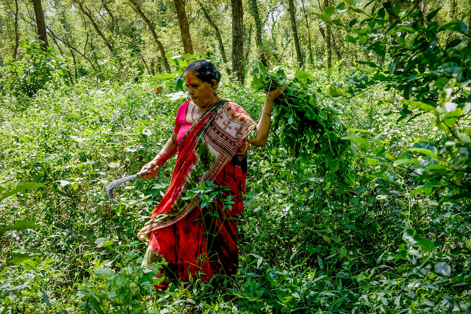 Women from the Binayi Community Forest User Group collect lantana for green manure.