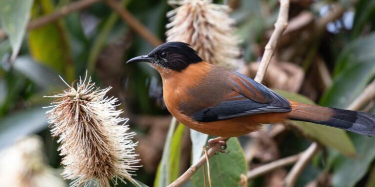 Community forestry is a conservation solution in Nepal: Q&A with Teri Allendorf