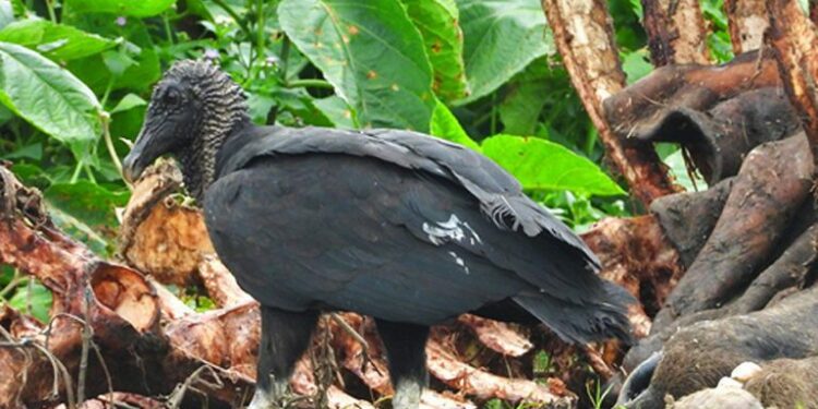 Sighting of an American black vulture in Nepal causes a flutter