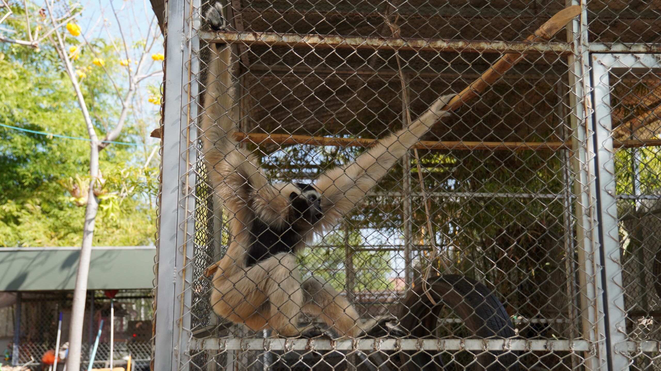 A pileated gibbon, listed as endangered on the IUCN Red List, is caged at the PTT gas station in Pursat province. Image by Nehru Pry / Mongabay.