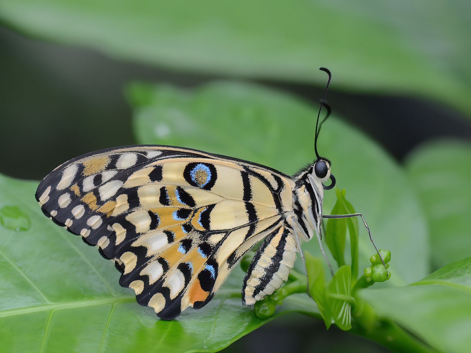 A lime butterfly