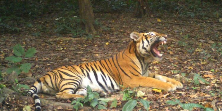 Tiger populations in Thailand are bouncing back