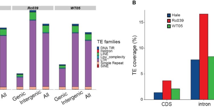 The impact of retrotransposons on castor bean genomes