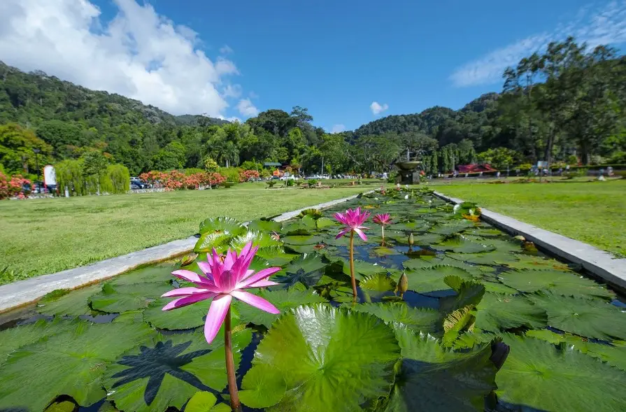 A tranquil scene at the Penang Botanic Gardens featuring a pond with vibrant pink water lilies in full bloom. The lush green landscape, with trees and flowering plants, extends into the background, framed by the surrounding hills under a bright blue sky.