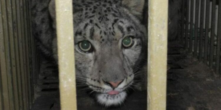 ‘Lost’ snow leopard to remain at Kathmandu zoo, officials say