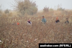 Cotton harvest season in Turkmenistan usually lasts from late August through early December.