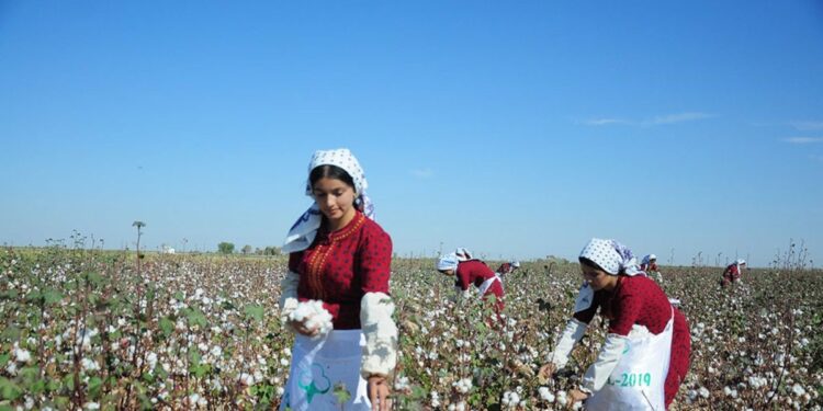 Turkmen Teachers Ordered To Pick Cotton Instead Of Teach Classes As Harvest Approaches