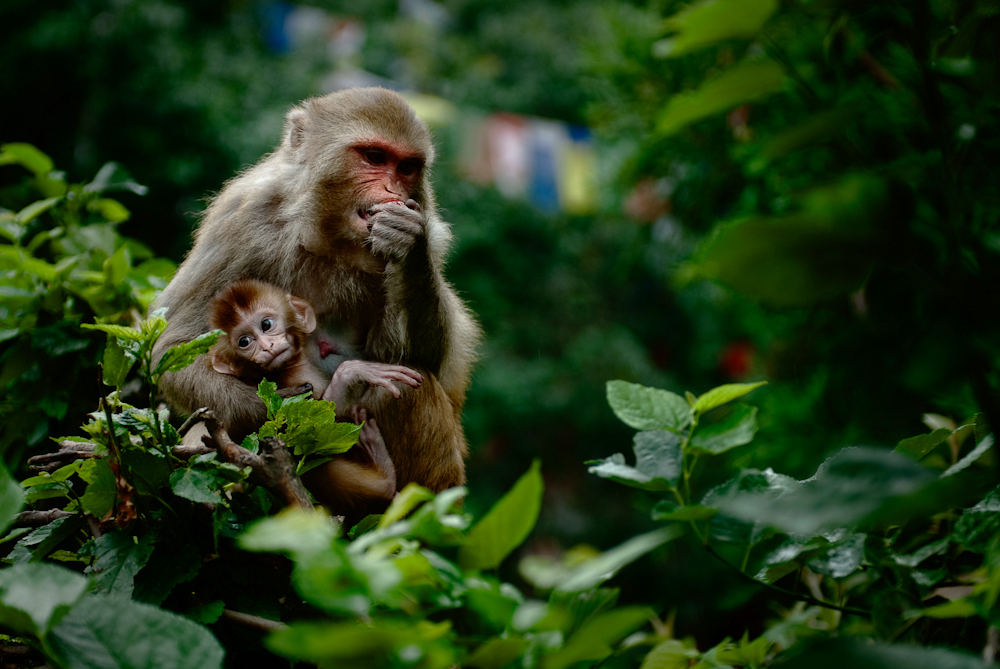 A monkey with its young.