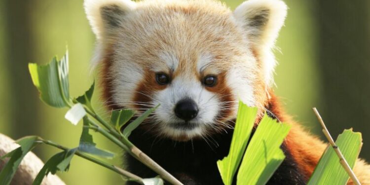 Nepal’s first community-based red panda conservation area sparks hope 