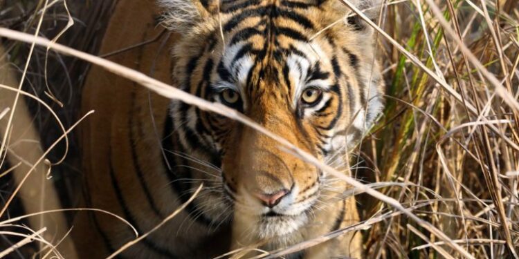 As in India, tigers in Nepal may seek refuge in sugarcane fields