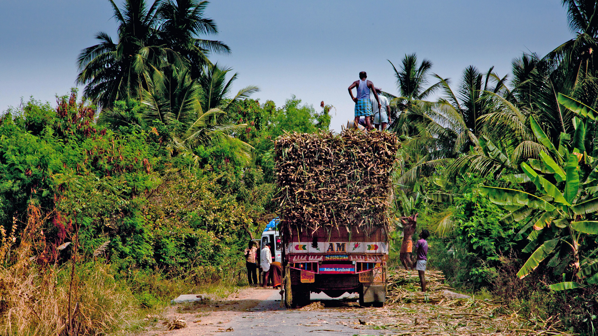 Harvested sugarcane in Karnataka, India.