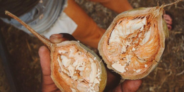 Baobab Fruit Season