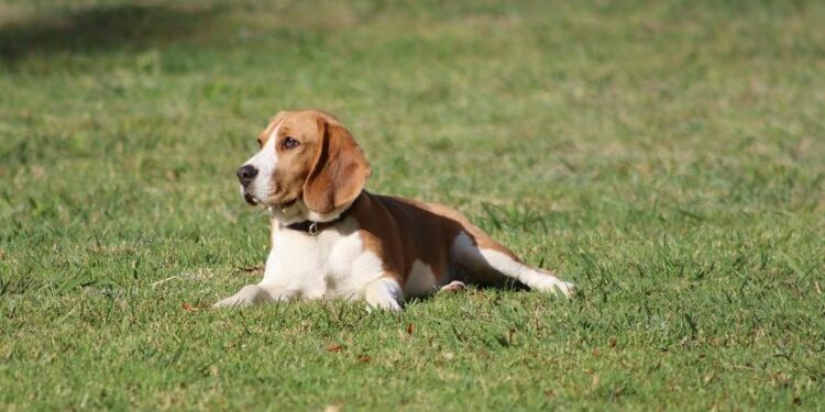 South Korea introduces sniffer dogs that detect bed bugs, missing people in water