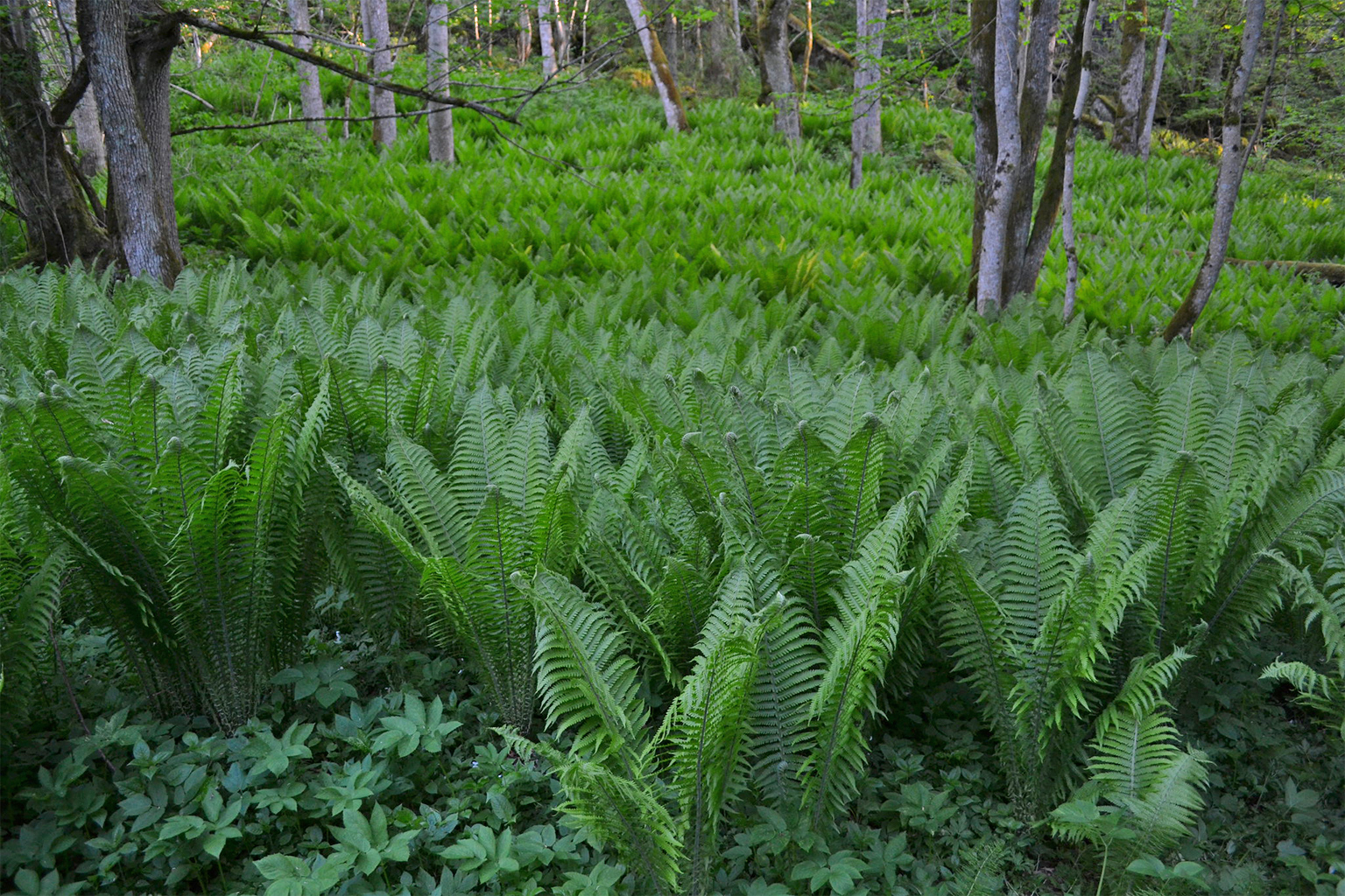 Fiddle-head fern