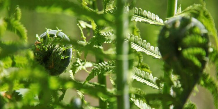 In Nepal, a humble edible fern is at heart of human-tiger conflict