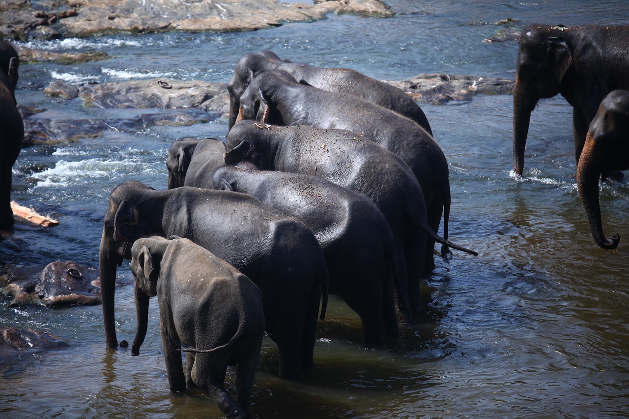 Asian Elephants