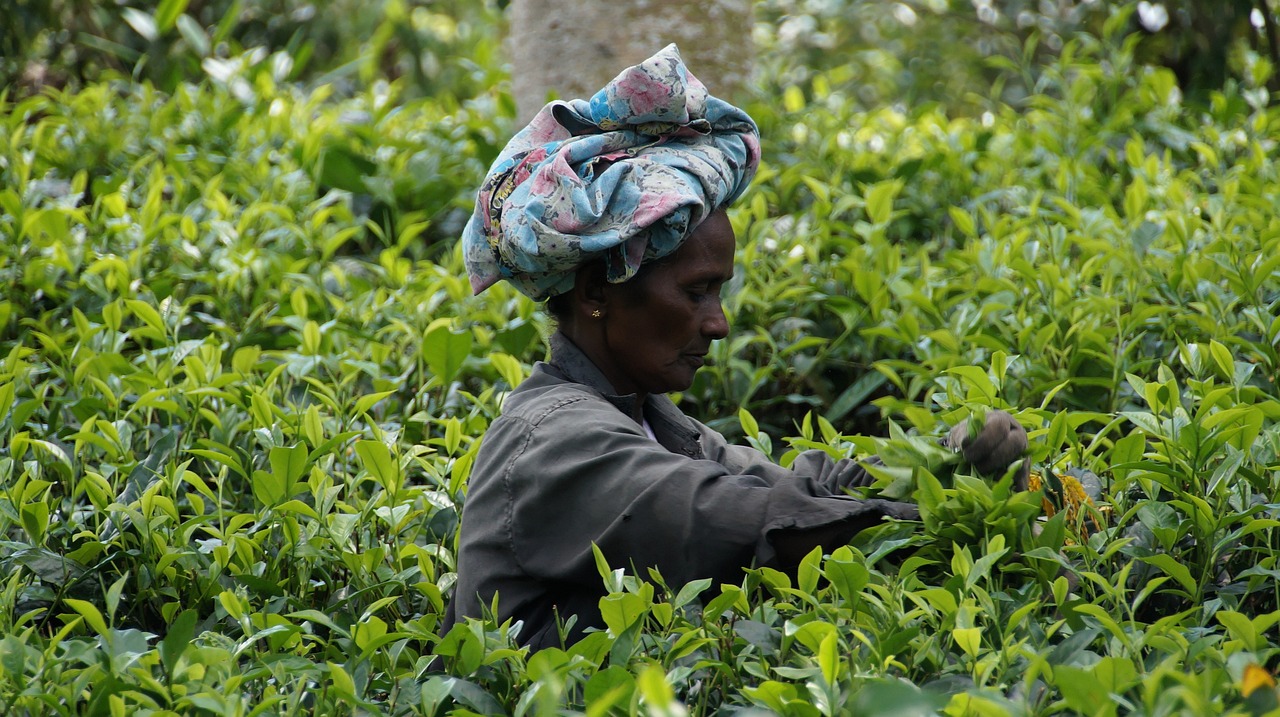 Harvesting tea