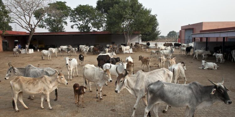 Schoolboy mistaken for cattle smuggler chased and shot dead by India ‘cow protection’ vigilantes