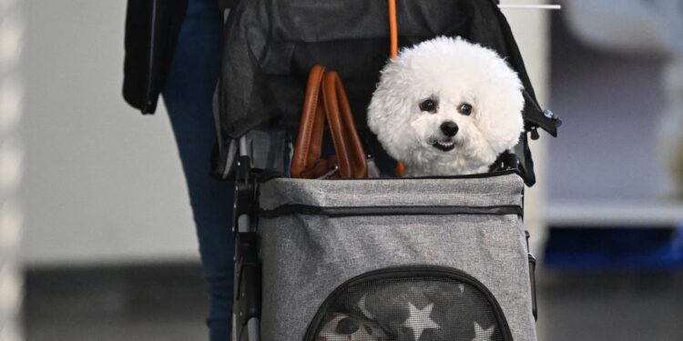 South Korea sells more pet strollers than baby prams for first time in history