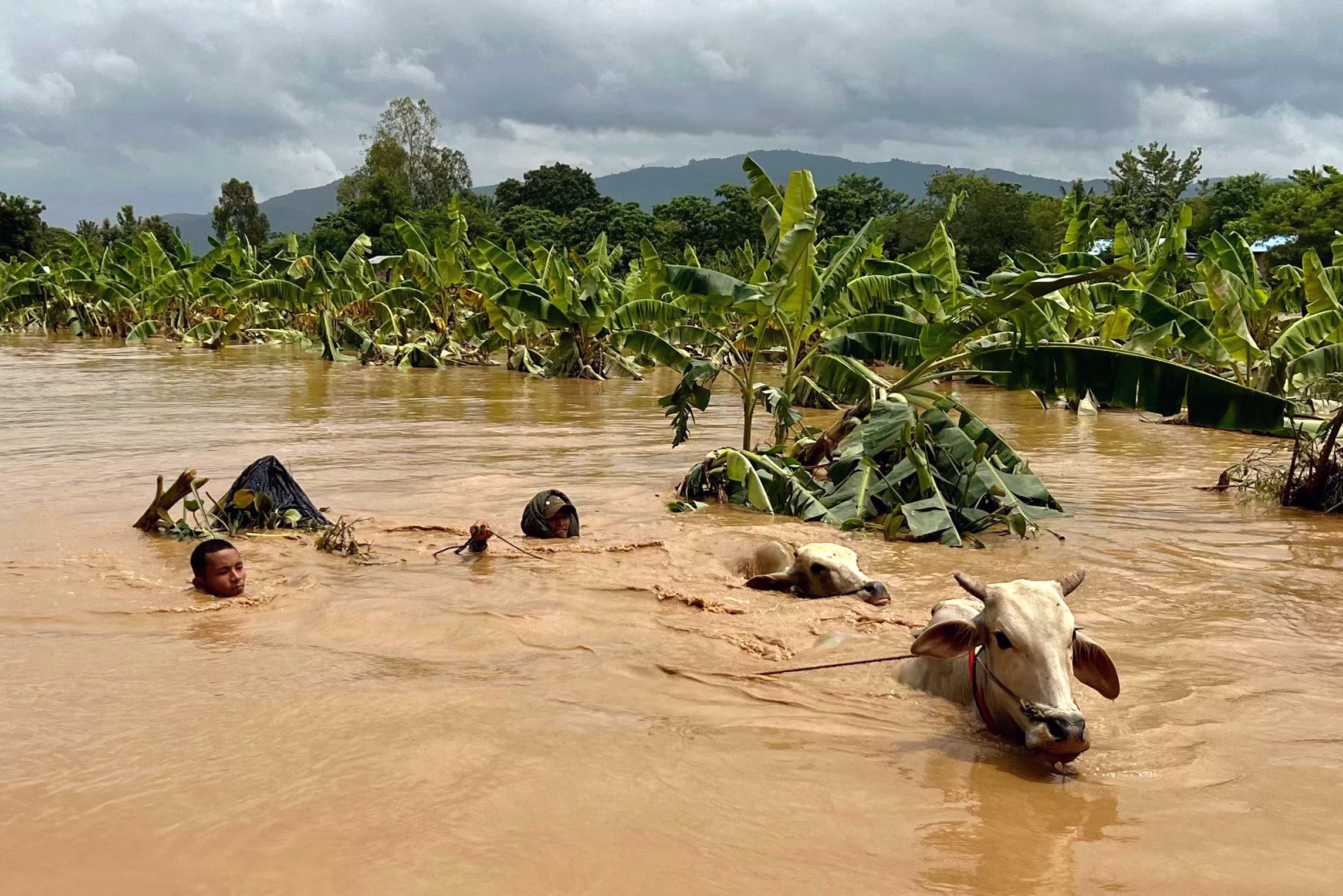 Two men guide cattle through high flowing flood waters in Sin Thay village in Pyinmana