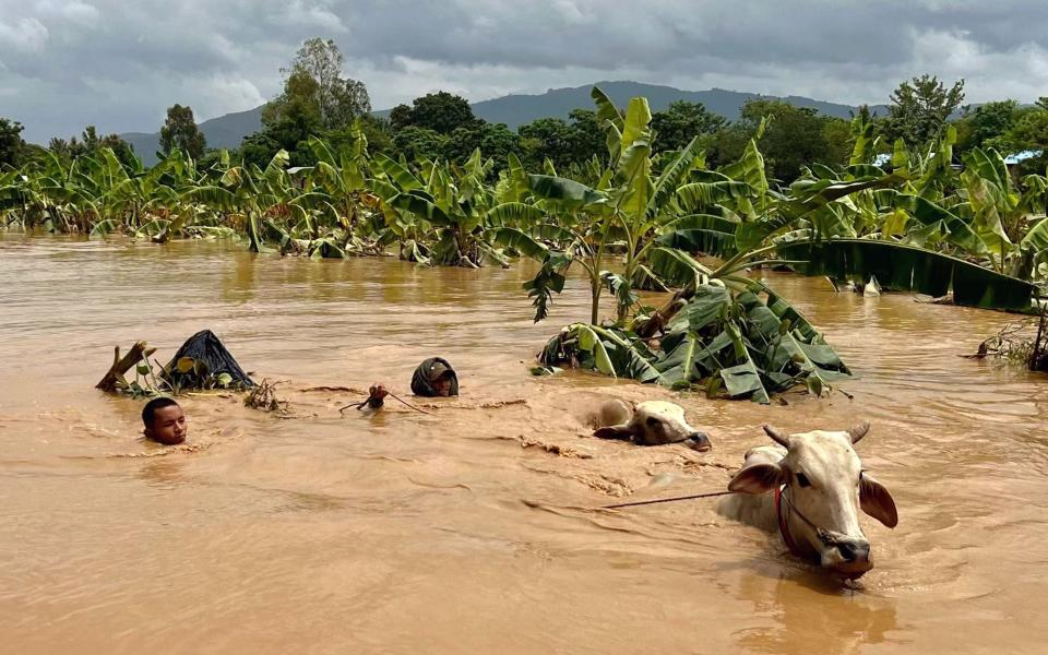 Two men guide cattle through the water following Typhoon Yagi