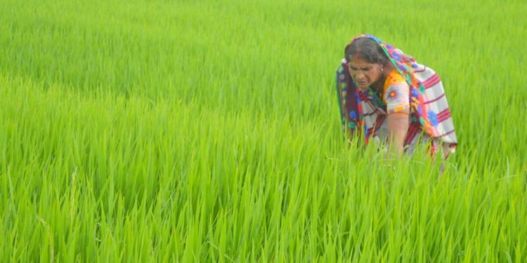 Books: Female farmers in South Asia plow hard fields