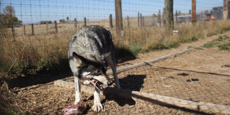 First wolf finally captured from pack that has killed seven children in northern India