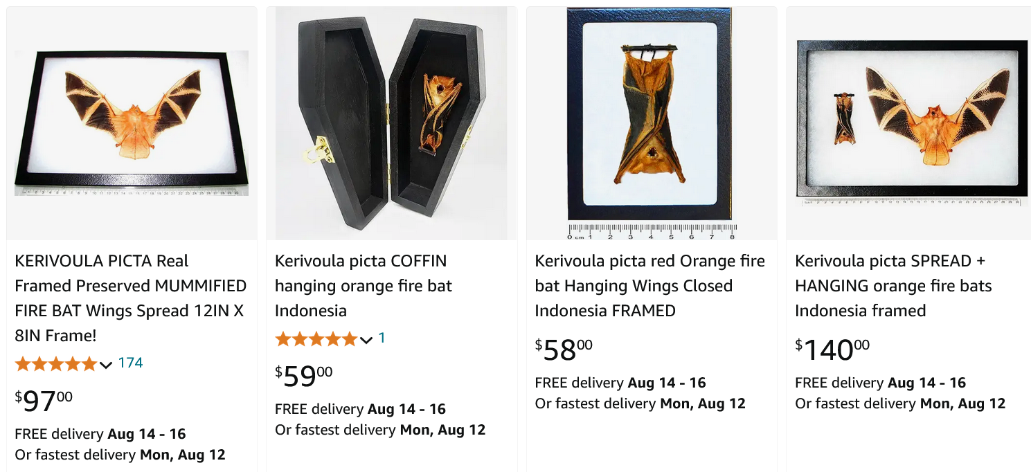 Taxidermied bats in frames