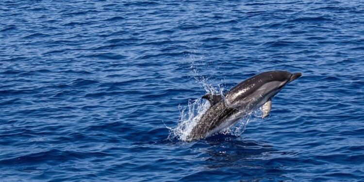 Taiwan volunteers fight rise in whale and dolphin strandings