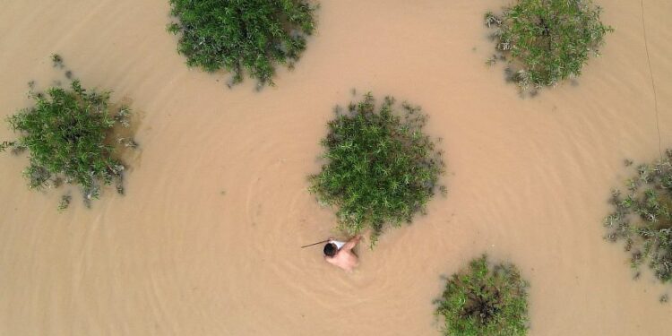 Vietnam farmers lose their blooms as floods claim crops