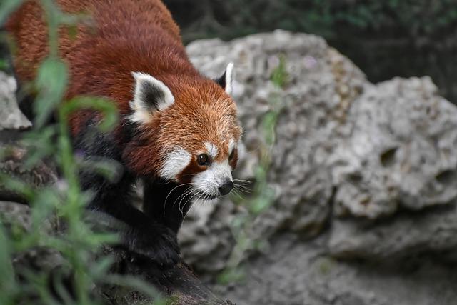 Introduction to the Red ⁢Panda Habitat in ⁤Bhutan