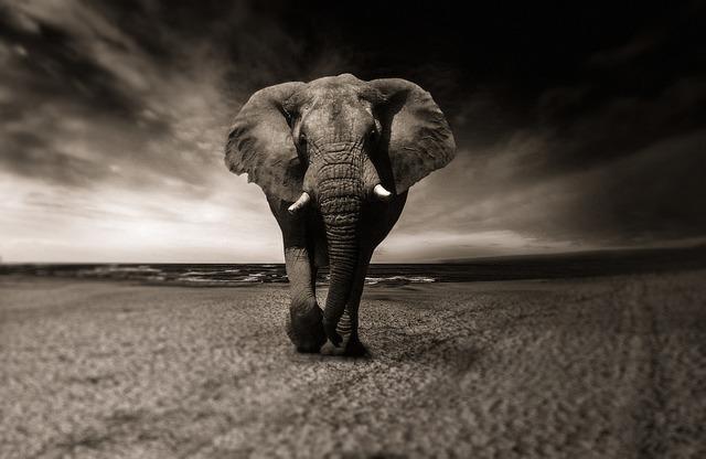 Challenges Faced: Addressing Environmental and Ethical Issues in Elephant Conservation