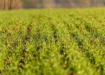 Farmers cultivate an opium-free future for Lao PDR – UN News