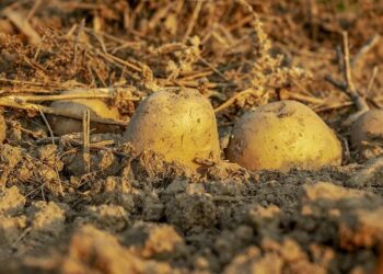 Cyprus potato crops hit by frost – FreshPlaza.com